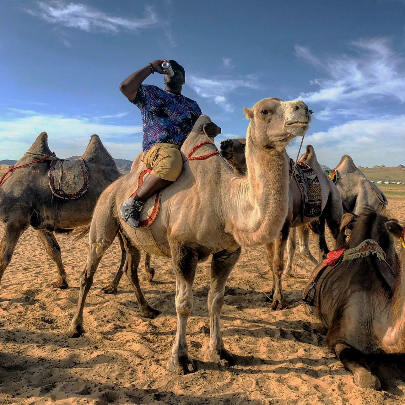 A traveler pauses for a drink while seated on a camel among a desert caravan