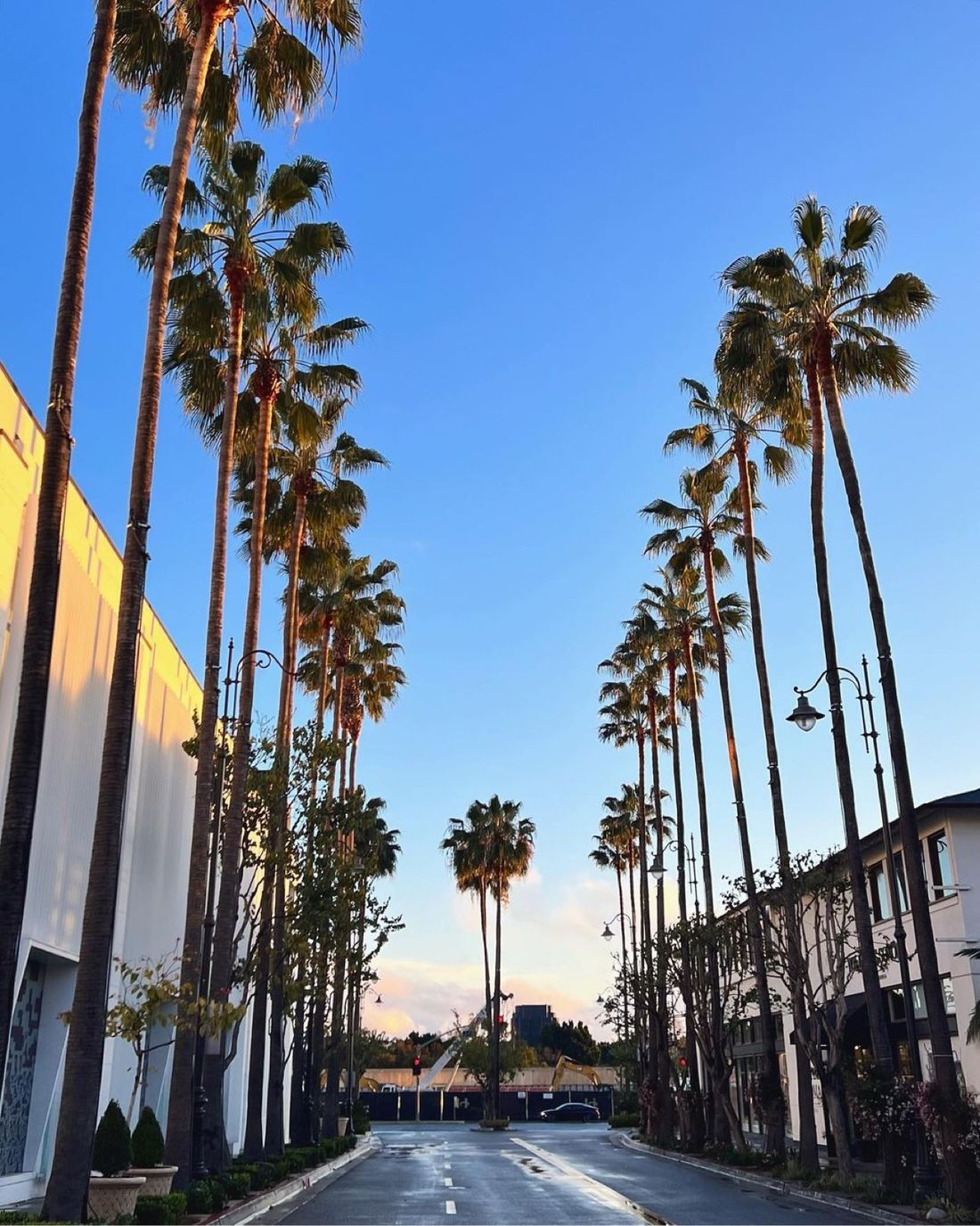 A palm-lined street glowing at golden hour